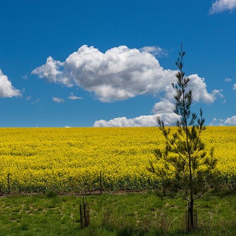 Canola Field in Molong — Heating & Cooling Near Me in Australia